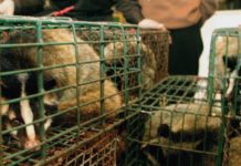 Vuhani ndalon konsumimin e kafshëve të egra