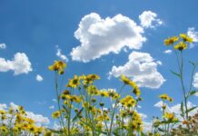 Moti me diell, temperatura deri 35 gradë