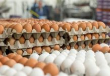 Mbi 40 tonë vezë të paetiketuara nga Serbia asgjësohen