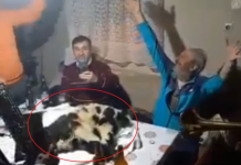 Maqedoni/Inspektori për mbrojtjen e kafshëve merr pjesë në festën ku keqtrajtohen një qengj