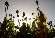 Talibanët nisin fushatën për ndalimin e prodhimit të opiumit