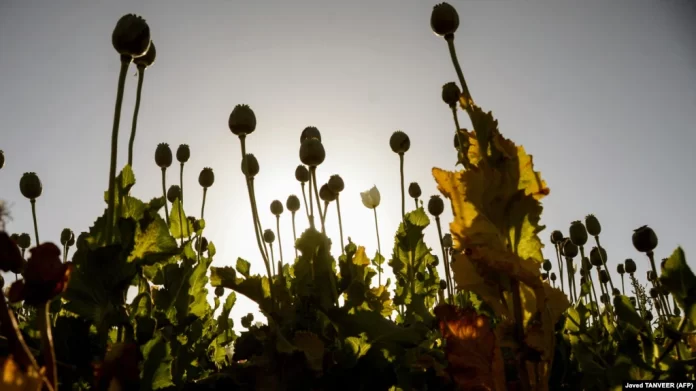 051f0000-0aff-0242-353c-08da164efd81_w1023_r1_s