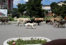 Qentë endacakë, paditet Komuna e Prishtinës, Ministria e Bujqësisë dhe Agjencia e Ushqimit dhe Veterinarisë