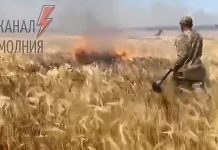 Beteja për bukën: Rusët djegin arat me grurë, ushtarët ukrainas fikin flakët