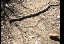 Lagjet e Shkupit në hall nga gjarpërinjtë