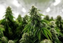 Zbulohet plantacion me marijuhanë në Kumanovë, arrestohet një person