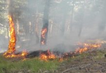 Lokalizohet zjarri në rajonin e Dellçevës