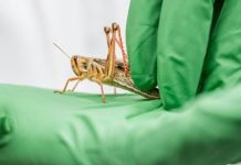 Karkalecat ‘nuhasin’ kancerin – zbulim i madh drejt bërjes së kancerit si një ‘sëmundje të shërueshme’