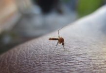 IKSHPK: Në Kosovë nuk ka virus të Nilit Perëndimor