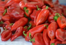 Çmimi i lartë i rrymës rrezikon bizneset