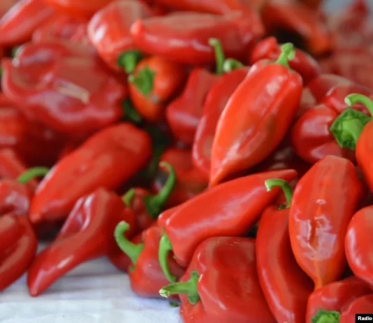 Arrihet marrëveshje për çmimin e specit të ajvarit! 40 den/kg për klasin e parë, 30 denarë për klasin e parë-dytë