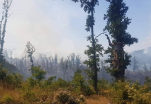 Pyjet në Maqedoninë e V., digjen me hektarë e rigjenerohen me pëllëmbë