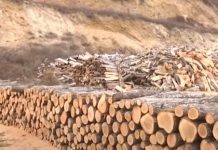 RMV: Çmimi për një metër kub dru për ngrohje arrin në 5.300 denarë