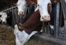 Gostivarasi thotë se i kanë vjedhur bagëtitë