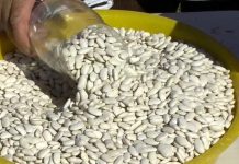 Grosha e Pollogut, luks për qytetarët