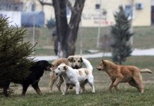 Kafshohen dy persona nga qenë endacak në Tetovë