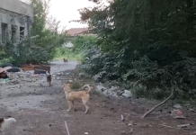 Dehari thotë se e ka dekoruar Kërçovën me projekte, qytetarët: Na i largo qentë dhe mbeturinat nga rruga!