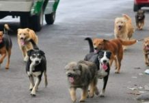 Kafshohet nga një qen endacak në Tetovë një person nga Shkupi