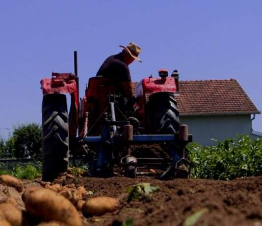 Bujqit pa para, shteti në heshtje: Ku mbetën subvencionet e 2025-ës?