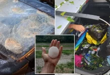 Stuhi e frikshme në veri të Italisë, breshëri sa një top tenisi lëndon 110 persona