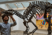 Skeleti i dinozaurit Barry do të shitet në Paris