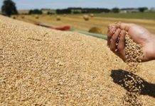 Rusia dërgon mijëra tonë grurë falas në Afrikë