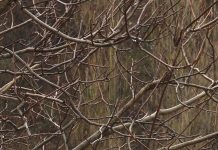 Moti me vranësira dhe reshje shiu