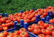 Rritet varësia nga importet në Shqipëri, 63 për qind më shumë importi i frutave dhe perimeve