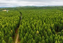 Kina do të përfundojë gjelbërimin e 6.7 milionë hektarëve toke në 2024