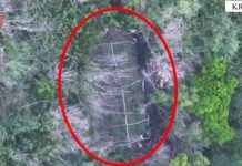 Kultivoi kanabis në pyllin e fshatit, arrestohet 53-vjeçari në Krujë