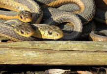 Qyteti i Shkupit: Nuk jemi kompetentë për rastet me gjarpërinjtë apo zvarranikët tjerë