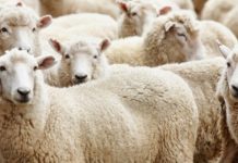 Festa e Kurban Bajramit, ditë jo pune për besimtarët myslimanë