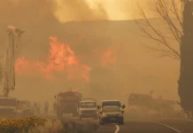 Pesë të vdekur nga zjarret në Turqi