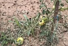 Të mbjellat tërësisht të shkatërruara në Maqedoni, bujqit apel qeverisë që t’u dalë në ndihmë