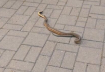 Gjarpri kafshon dy persona nga Velesi