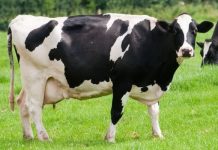 Nuk po ruan kush më lopë e dele në Maqedoninë e Veriut