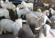 Nga Maqedonia e Veriut në Shqipëri, parandalohet kontrabandimi i 63 qengjave