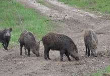 Hasën në derra të egër në Shkup, autoritetet arrijnë t’i shpëtojnë tri vajza