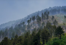 Shuhen zjarret në Prevallë