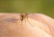 Vdes i moshuari në Maqedoninë e Veriut, një javë më parë ishte infektuar nga virusi i Nilit Perendimor