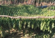 Paraburgoset shtetasi shqiptar, i arrestuar për drogën milionëshe të sekuestruar në Pejë