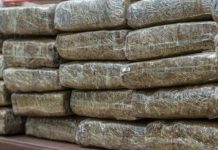 Çfarë do bëj Maqedonia e Veriut me kanabisin e konfiskuar, miliona eurosh