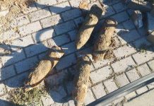 Gjenden granata në një kanal para Gjykatës Themelore të Gostivarit