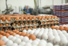 Shtrenjtohen qumështi, vezët dhe mjalti në Kosovë