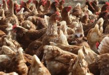 Konfirmohet një rast i gripit të shpendëve në Shqipëri, ministria informon mbi situatën