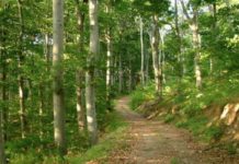 MPB: Gjobë prej dy mijë euro për personat që lëvizin pa leje nëpër pyje