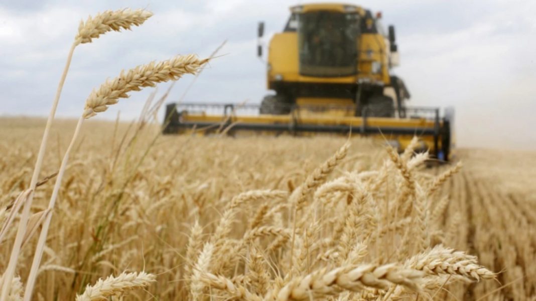 gruri-wheat-780x439