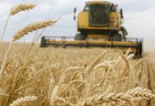 Vetëm 12 denarë për kilogram, kultivuesit e grurit të pakënaqur nga çmimi i blerjes