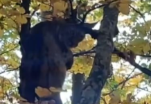 E rrallë, rrëqebulli shihet në pyjet e Kërçovës