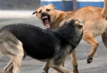 Katër persona do të ndiqen penalisht për organizim të përleshjeve me qen